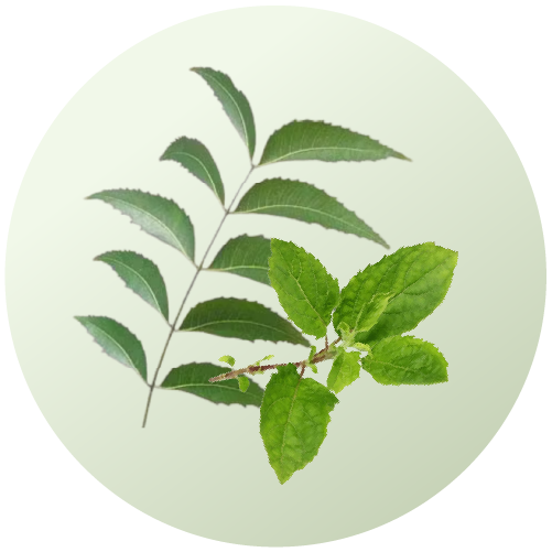 Neem & Tulsi