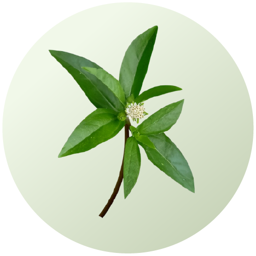 Bhringraj